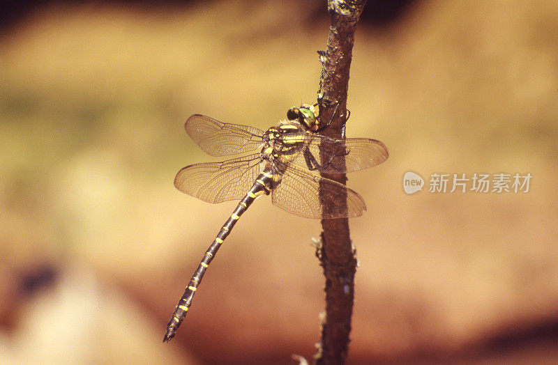 金斑蜻蜓(Cordulegaster boltonii)雄性